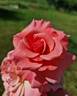 Tickled Pink rose photo