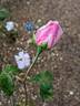 La Tosca rose photo