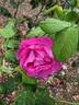 Victor Verdier rose photo