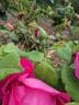 Victor Verdier rose photo
