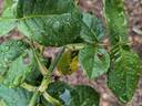 Victor Verdier rose photo