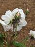Shailer's White Moss rose photo