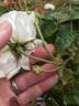 White Provence rose photo