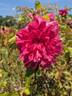 Corallina rose photo