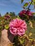 Corallina rose photo