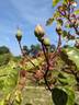 Corallina rose photo