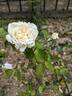 La Sylphide rose photo