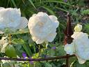 Bolero rose photo