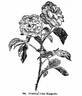 Jules Margottin, Cl. rose photo