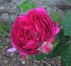 Great Western rose photo
