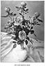 American Belle rose photo