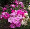 Georges Moustaki rose photo