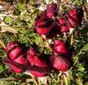 Black Baccara ™ rose photo