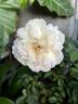 Madame Joseph Schwartz rose photo