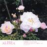 Alisea rose photo