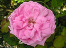 Ambroise Gentil rose photo
