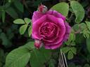 André Messager rose photo