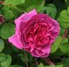 André Messager rose photo