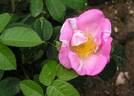 Angélique des Mesliers rose photo