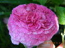 Ambroise Paré rose photo