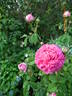 Ambroise Paré rose photo