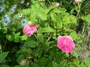 Ambroise Paré rose photo