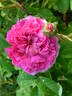 Ambroise Paré rose photo
