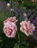 Koko Loco rose photo