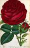 Sir Garnet Wolseley rose photo