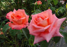 Folklore rose photo