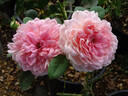 Forever Rose rose photo