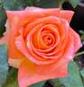 Caribbean ™ rose photo