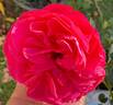Fiji ™ rose photo