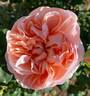 Ambridge Rose ® rose photo