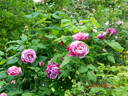 Ferdinand Pichard rose photo