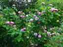 Ferdinand Pichard rose photo