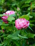 Ferdinand Pichard rose photo