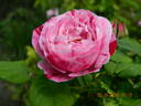Ferdinand Pichard rose photo