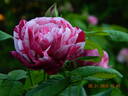 Ferdinand Pichard rose photo