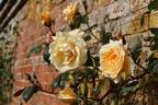 Lady Hillingdon, Cl. rose photo