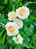 Alisgirl rose photo