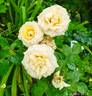 Alisgirl rose photo