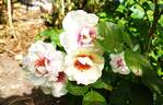 Bull's Eye rose photo