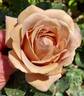 Koko Loco rose photo
