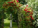 Paul's Scarlet Climber rose photo