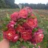 The Journey rose photo
