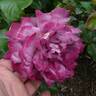 The Journey rose photo