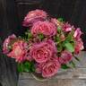 The Journey rose photo