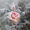 The Journey rose photo