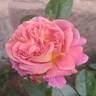 The Journey rose photo